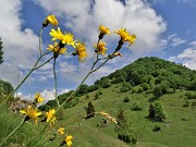 04 Hieracium (Ieracio) con vista sul Monte Zucco 